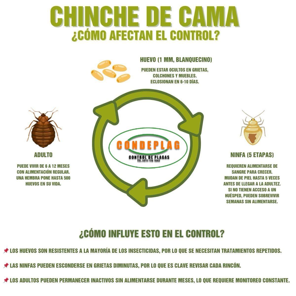 Control de chinche de cama